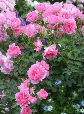 河本月季P11盆寓言砂糖羽毛魅力绸缎蓝月石抒情曲 老园丁庭院盆栽