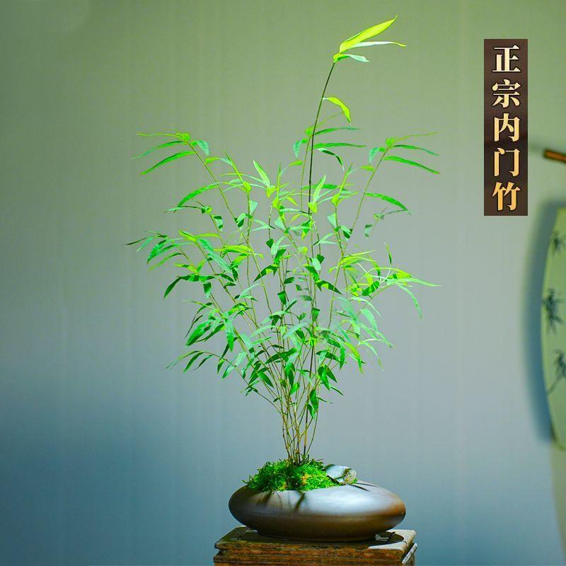 正宗台湾内门竹盆栽竹子苗茶桌观叶绿植室内阳台桌面绿植盆景好养