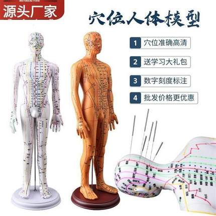 60cm针灸人体模型仿真穴位经络小铜人形十二按摩全身标准可扎针皮