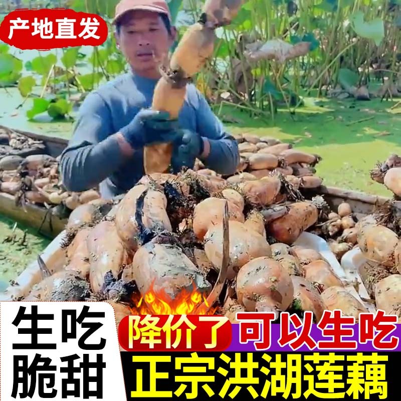 正宗洪湖粉藕莲藕新鲜现挖煲汤藕糯米藕蔬菜炖汤九孔藕湖北特产