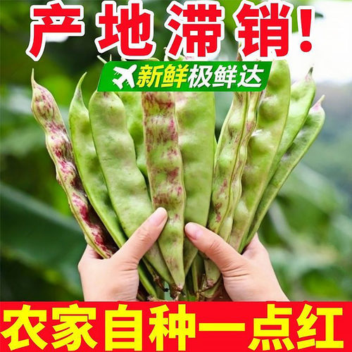 锦州东北油豆角10斤现摘新鲜蔬菜黑龙江一点红油豆角九月青开锅烂