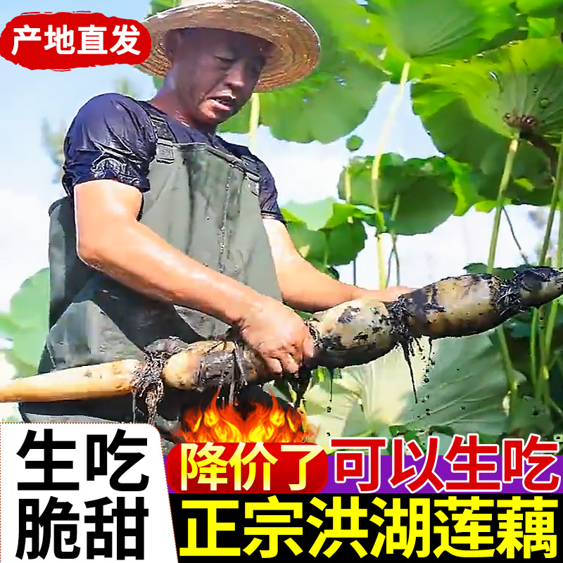 正宗洪湖莲藕粉藕新鲜现挖煲汤藕糯米藕蔬菜九孔藕脆藕湖北特产