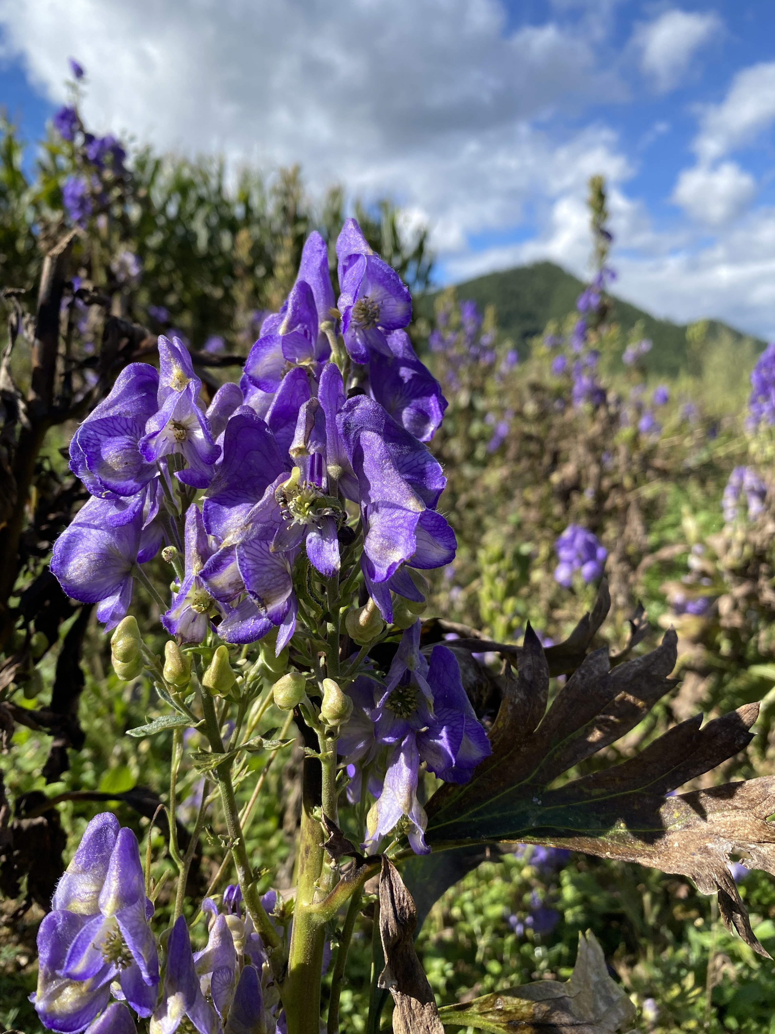 云南新鲜乌根头苗大黄草附苗整个乌tou蜜原料庭院盆栽地栽观赏