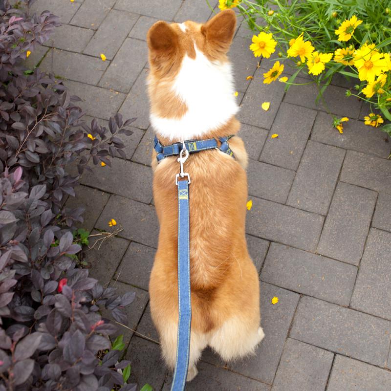 狗狗牵引绳狗链子大型犬金毛拉布拉多中型犬小型犬柯基夏天胸背图片