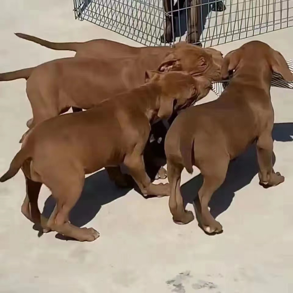 纯种比特犬活体幼崽大型犬比特幼犬宠物狗