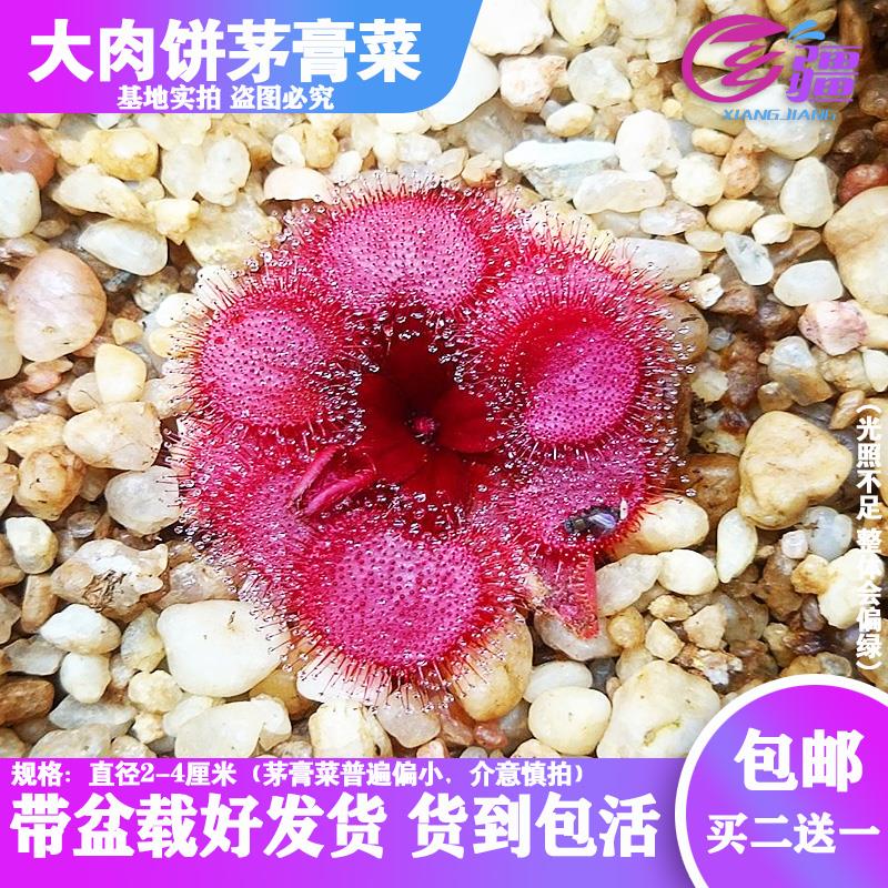 基地直销【大肉饼茅膏菜】食虫植物捕蝇草驱蚊草多肉趣味绿植盆栽
