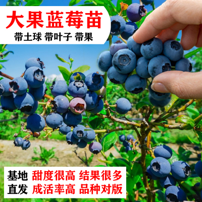 蓝莓苗耐寒高矮丛蓝莓树果苗带花苞四季纯甜南方北方种植盆栽地栽