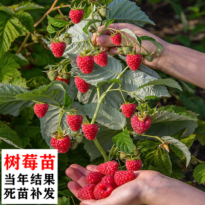 树莓苗覆盆子耐寒无刺双季北方南方种植当年结果盆栽地栽树莓果苗