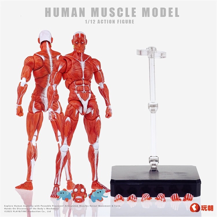 玩朝玩具 1/12 人体肌肉模型 Human Muscle Model 可动