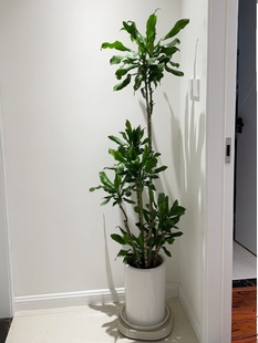 螺纹铁盆栽高杆造型树落地真绿植大型室内客厅花卉办公室盆景植物