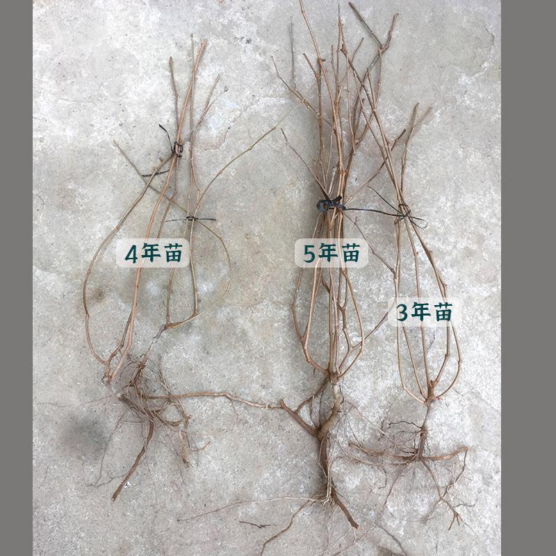 莓茶苗大苗藤茶广西巴马s客家张家界湖北恩施来凤滕腾龙须茶叶树