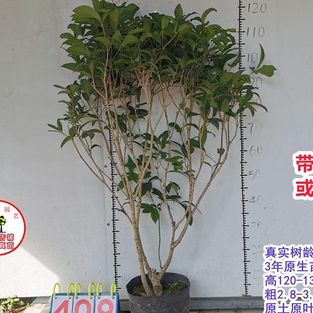 桂花苗正宗结子桂花四季开花味清新自然南方阳台庭院盆栽地栽树苗