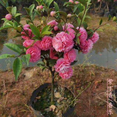 紫丁香原生带花苞多年苗 紫粉色茶梅茶花包对版带香味开花机器