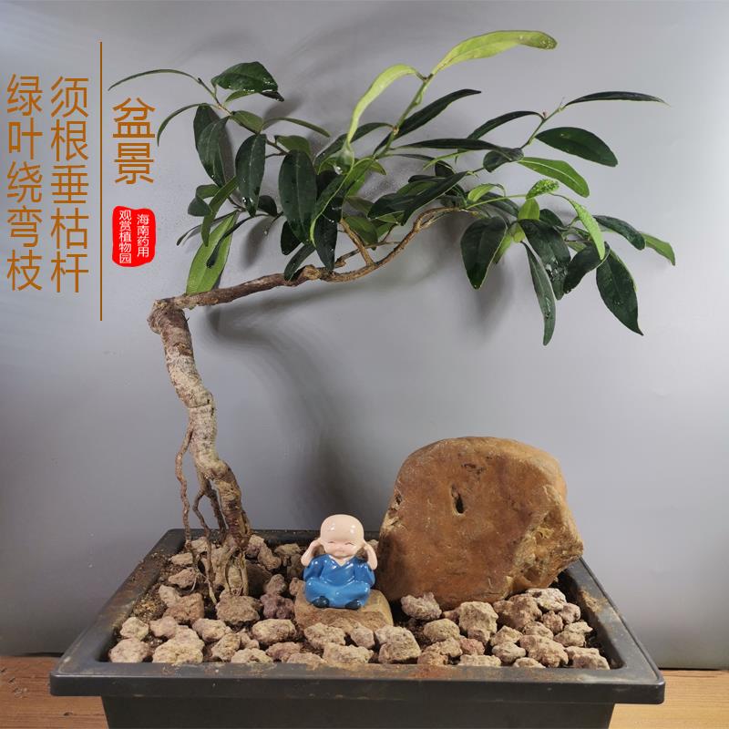 东风桔盆景海南独特品种客厅阳台室内外种植常青药用观赏绿植盆栽