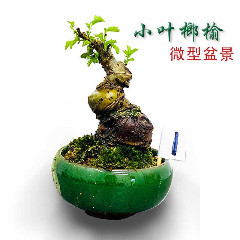小叶榔榆微型盆景矮霸袖珍老桩造形疙瘩盆栽客厅办公窗台桌面盆栽