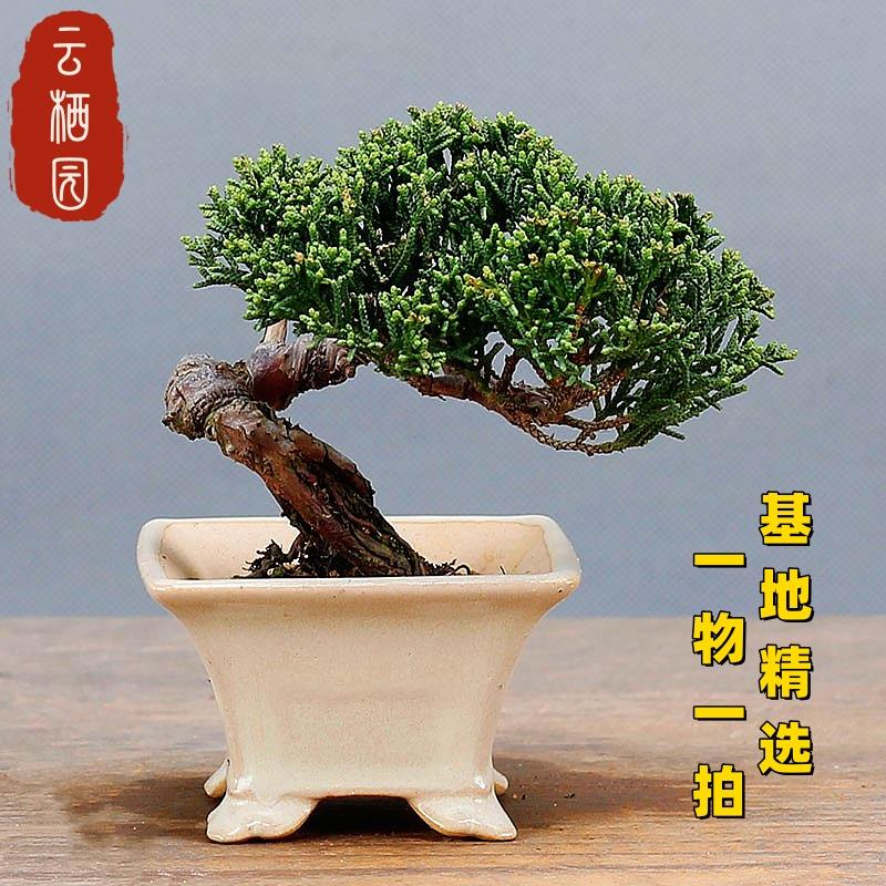 一物一拍基地直销济州真柏小盆景室内植物盆栽办公室阳台绿植摆件