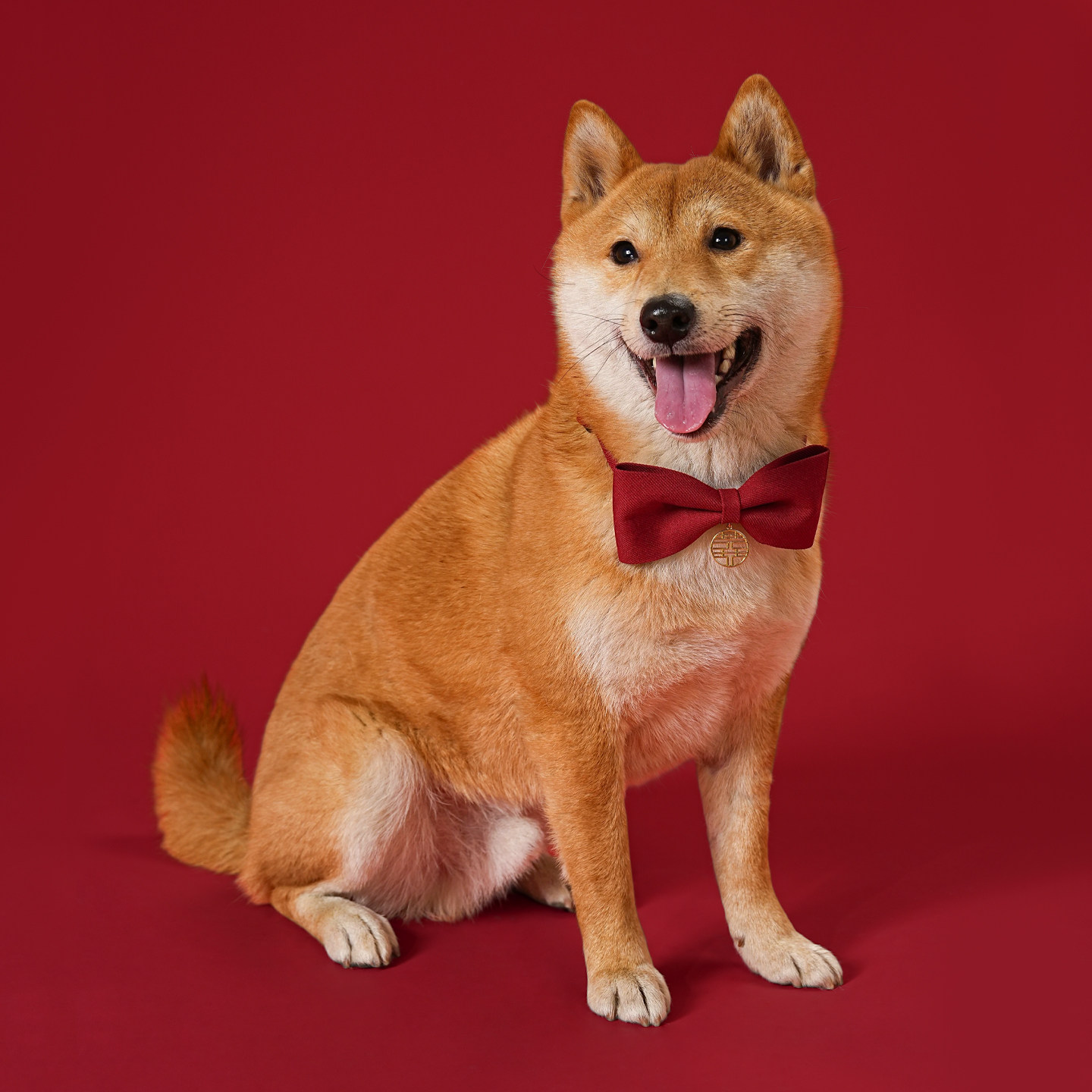 狗狗领结婚礼宠物项圈中小型犬陪嫁狗项链红色蝴蝶结比熊柯基猫咪