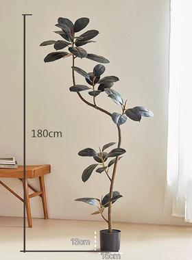 黑金刚橡皮树真HOR型绿植高端轻摆奢室内盆栽客厅生植物大落地件