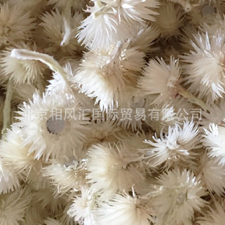 【旱雪莲(花头)】进口干花天然植物家居摆设装饰插花拍照道具