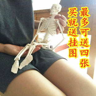 成人脊柱脊椎模型 全身人体骨骼模型45 170cm骨架 骷髅可拆卸