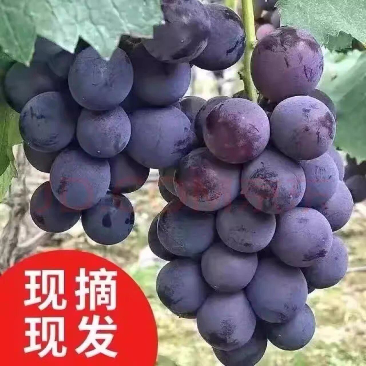 现摘整串巨峰葡萄辽宁新鲜辽水果番茄