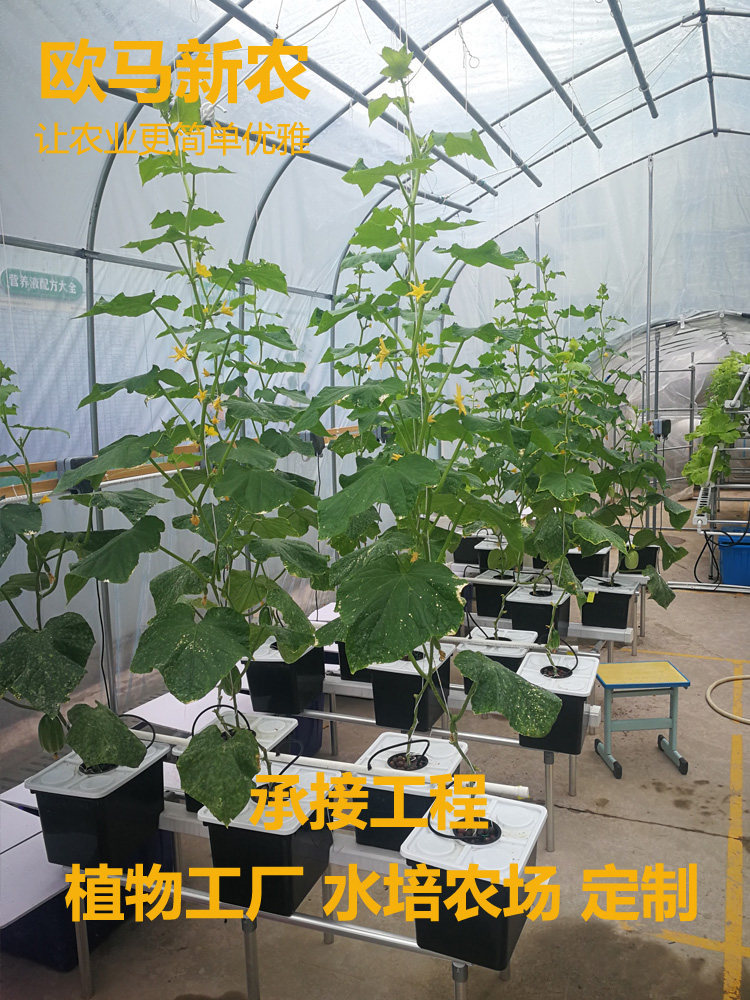 无土栽培设备屋顶楼顶水培果菜番茄西瓜果类