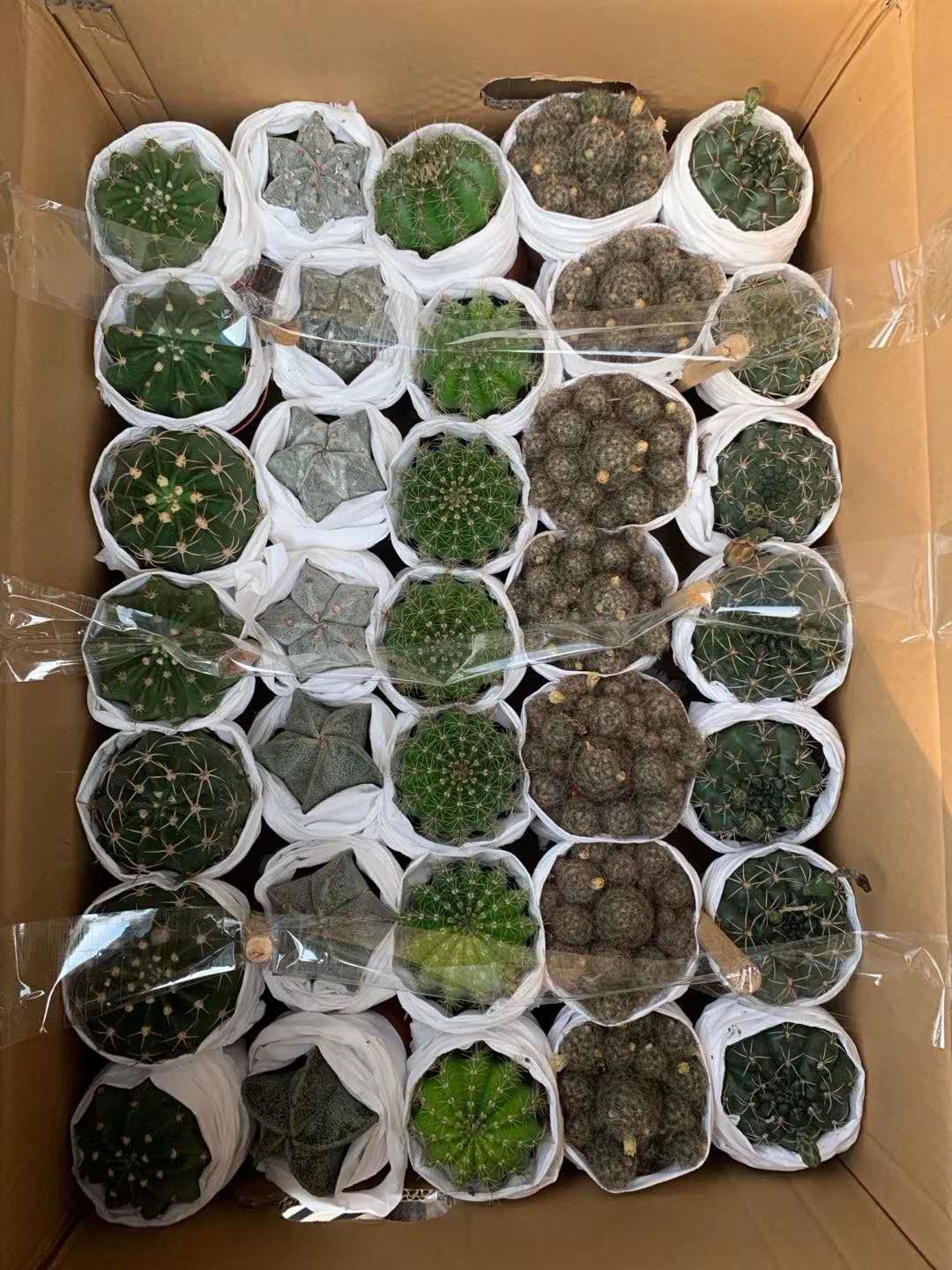 【基地直供】家居室内植物花卉盆栽 仙人球植物盆栽 随机五色球