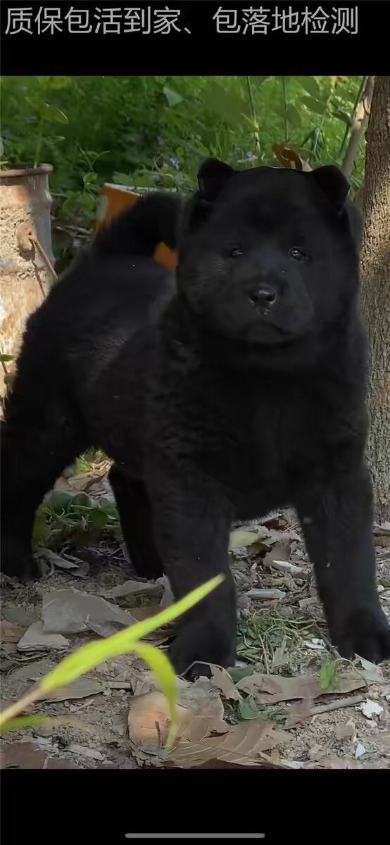 纯种中华田园犬西土猎狗柴犬大头虎斑犬五黑狗幼犬宠物狗狗广活体