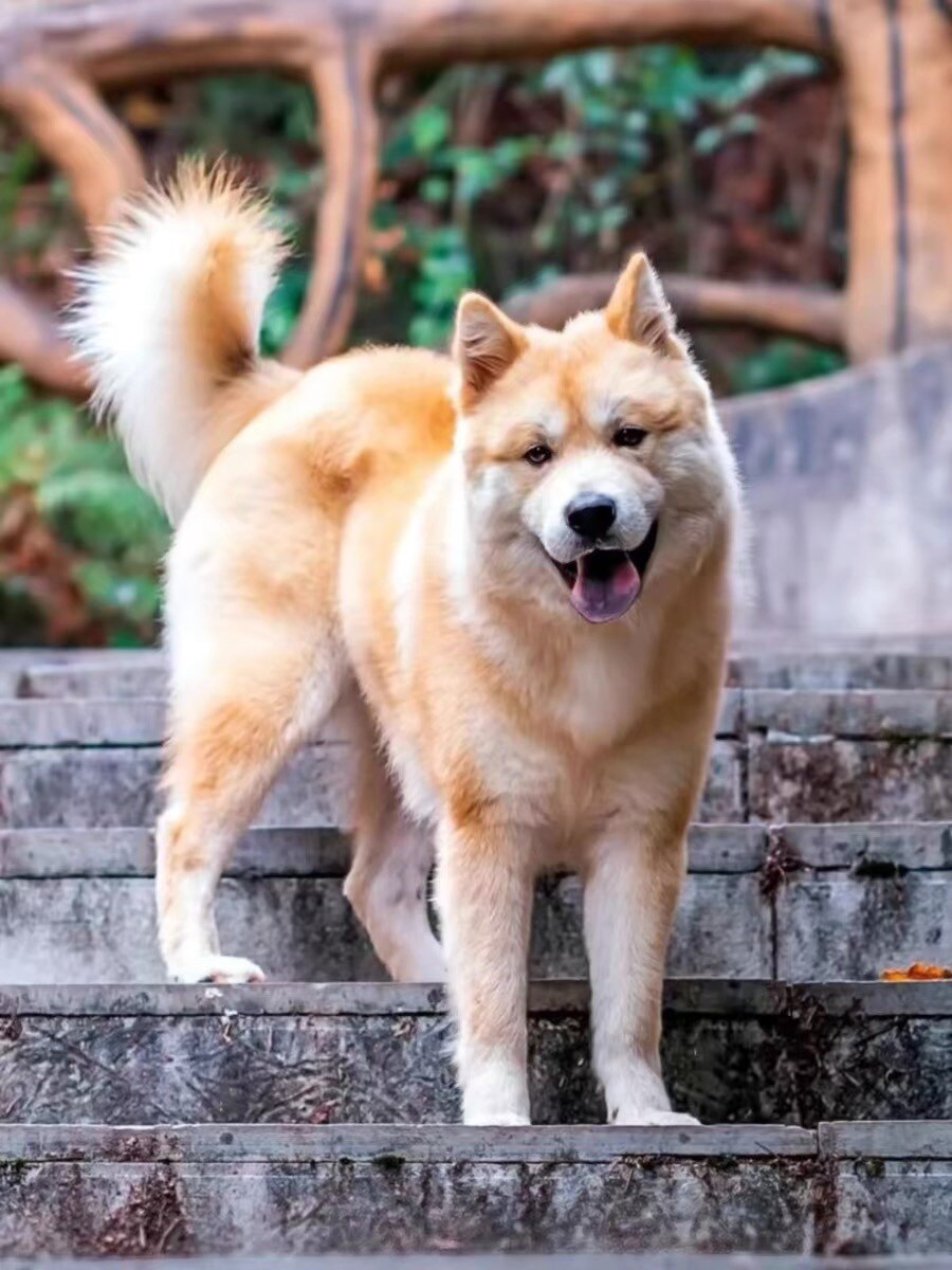 中华田园犬广西土猎犬纯种虎斑犬幼犬狗崽狗狗活体黄色土狗活体狗