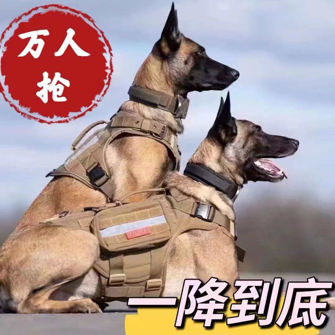 混血黄马犬两个月幼犬看家马犬中华田园犬家养看家护院护卫犬看家