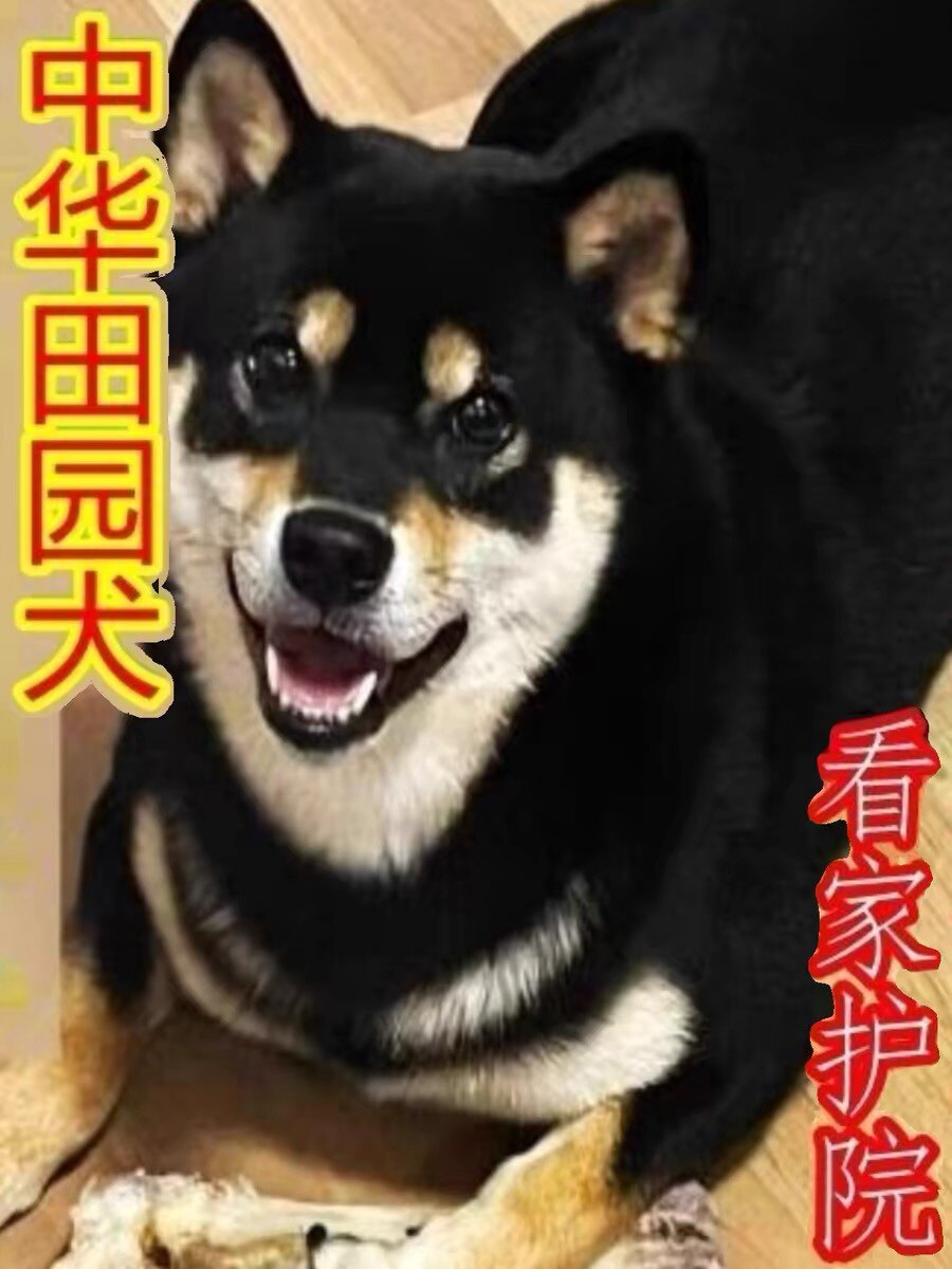 广西土猎犬四眼铁包金小狗农村看家狗土狗看家狗中华田园犬混血犬