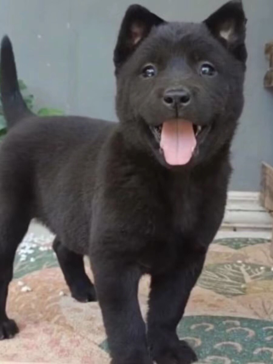 四眼铁包金铁包银四眼狗中华田园犬看家护院好养活看家护院忠诚狗