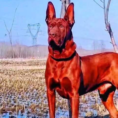 莱州红犬幼犬纯种苏联红犬活体猎犬大骨架红犬大型红狼莱州红猎犬