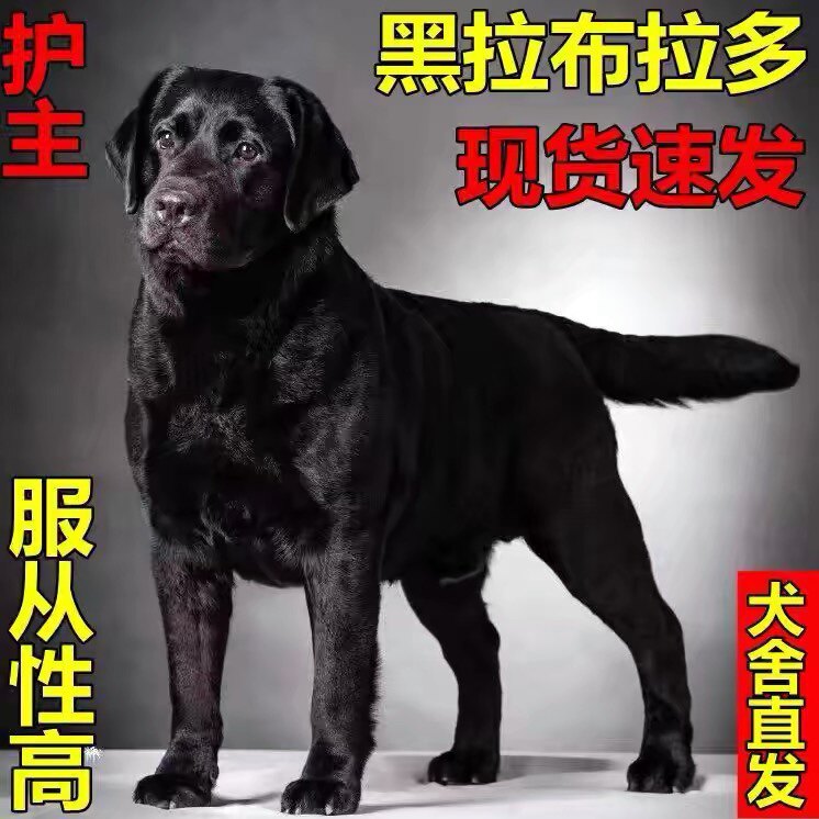 拉布拉多家养型高智商宠物导盲犬大骨架神犬小七巡回犬活体混血犬