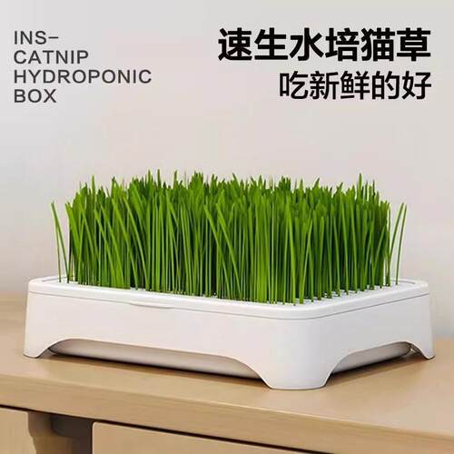 无土水培猫草盆栽种植盒懒人猫草种子育苗盘小麦化毛催吐助消化