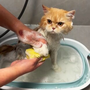 洗香香~猫咪洗澡刷狗狗硅胶按摩神器搓澡工具长毛狗泰迪金毛刷子