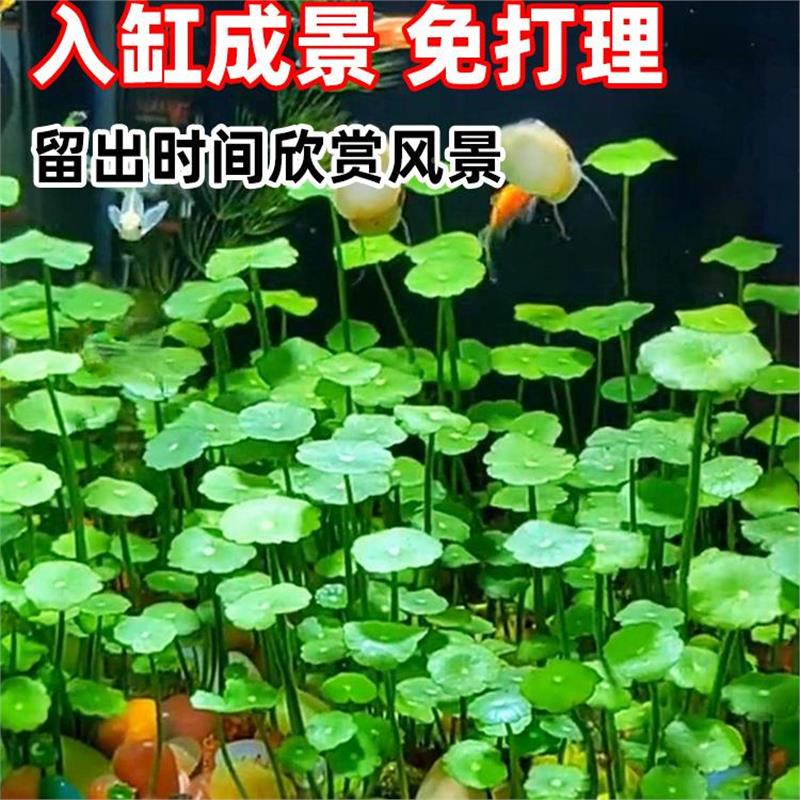 鱼缸养水DD122721草绿水培植物和鱼共铜钱草缸专用造鱼景净化水质