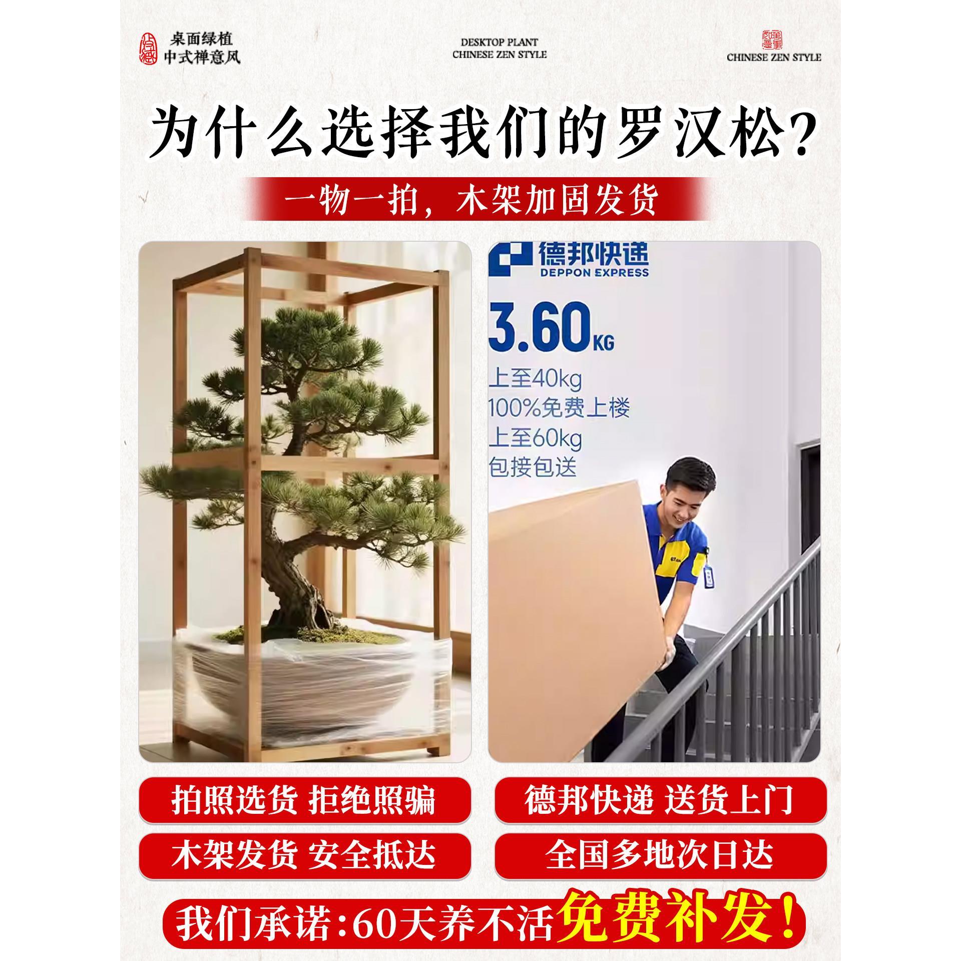 雅致（鲜正宗罗汉松盆景绿植庭院水式造桩型树临老室内客厅迎真客