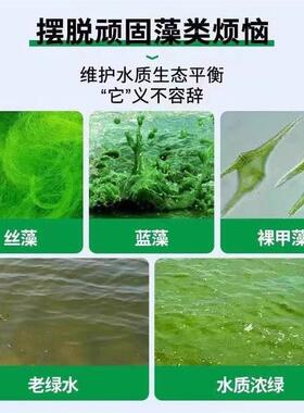 藻去苔剂缸净水一清去绿水绿藻青EWB苔滴清除剂除鱼专用神器免换