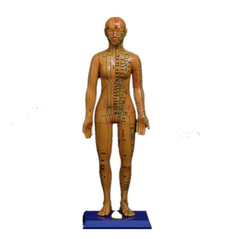 针灸穴位人体经络模型中医穴位十二经络小铜人清晰男女全身模型人,文具电教/文化用品/商务用品,教学标本/模型,淘宝优惠券,粉丝福利购,淘宝优惠卷