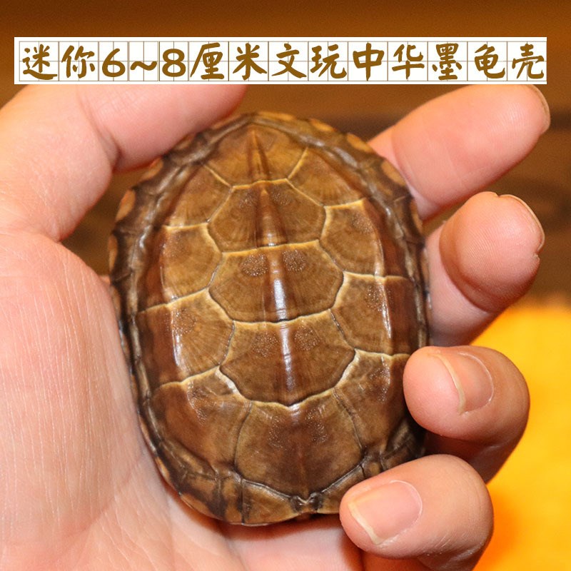 速发可批完整龟乌真壳文龟盘玩手把件玩甲家居客厅摆件送车挂