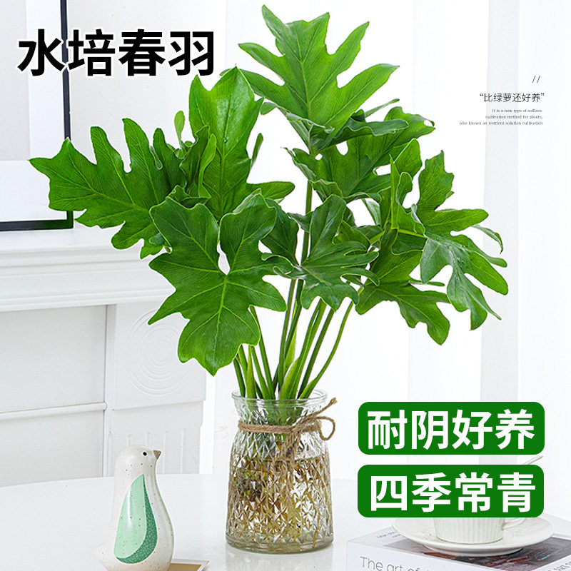 速发室羽水培植物盆栽春内背厅办公室桌面花卉大叶龟客竹春雨好养