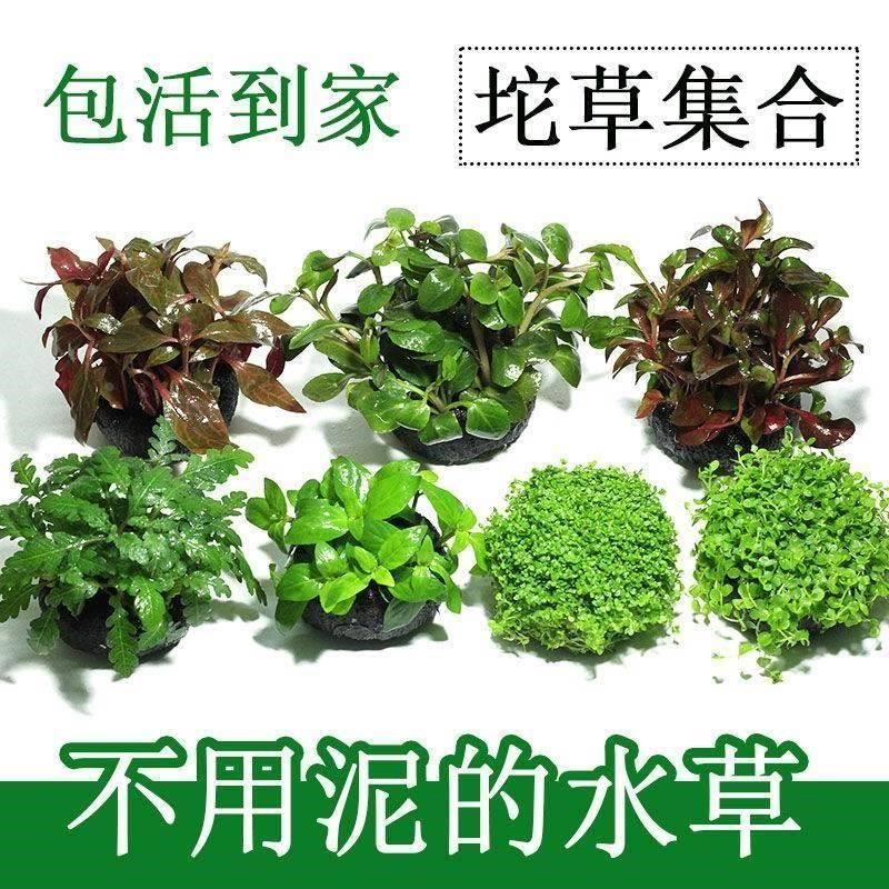 速发鱼缸造景草植物全套草水鱼缸水草鱼缸里的活水冷养鱼专用水真