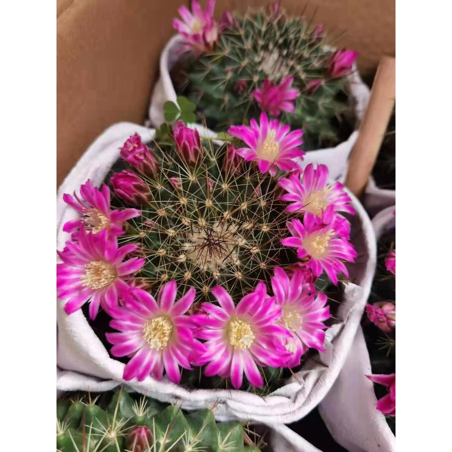 家居植物花卉盆栽仙人球多肉植物盆栽紫光殿