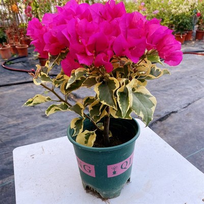 花叶红金边大红 四季勤花 扦插原生苗 带花发货