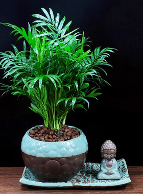 袖珍椰子散尾葵客厅好养植物办公室内净化空气吸甲醛桌面