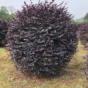 耐寒植物工程绿化苗开花植物庭院绿化红花继木红花继木球