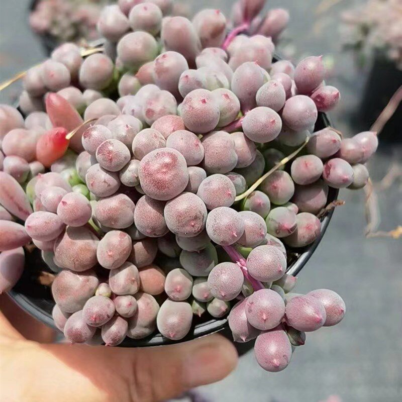 丸叶紫玄月多肉植物  紫葡萄肉肉带盆发 美观趣味肉肉 室内绿植
