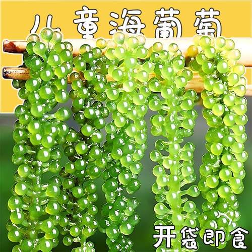 儿童海葡萄绿色鱼子酱即食泡发小孩吃的新鲜盐渍海葡萄官方旗舰店