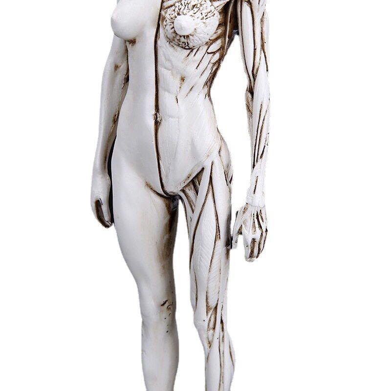 美术绘画素描素材教学医用模具人体模型参考树脂工艺品人身体模型